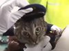 Котка беше назначена за временен началник на полицейско управление (Видео)