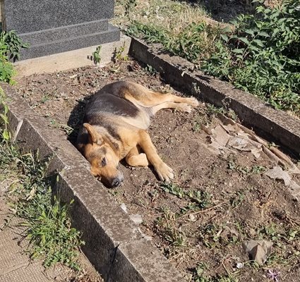 Снимка на кучето, което идва всеки ден на старите гробища във Враца