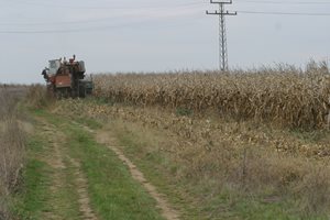 С "пипнати" гени в растенията Европа ще се изхранва, фермерите притеснени, че идват ГМО