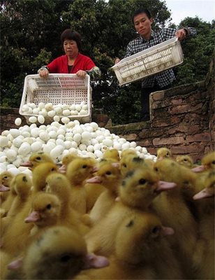 Китайските власти унищожават и доста яйца