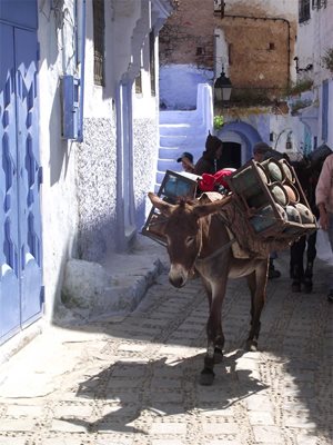 Магарето е единственият транспорт в старите градове на Мароко.