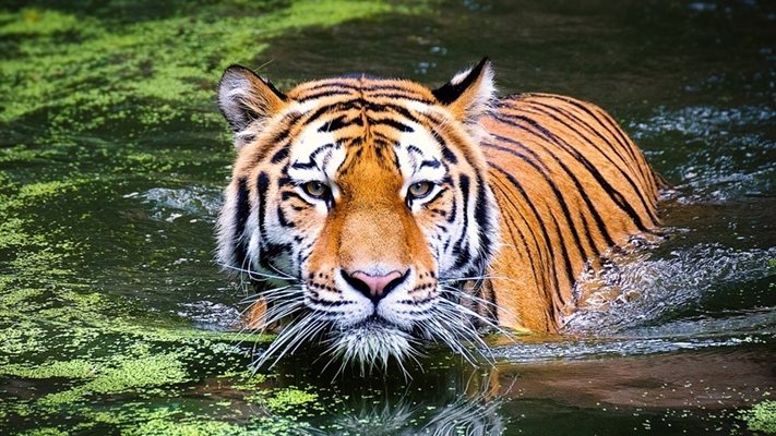Тигър уби 26-годишен индонезиец