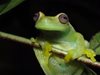 Учени откриха нов вид жаби в Южна Америка (Видео, снимки)