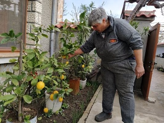 Таня Енева показва различните сортове лимони, които отглежда в двора си. Снимки: Авторът