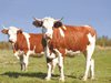 Вирус на птичи грип бе открит в говеждо месо от болна млечна крава в САЩ