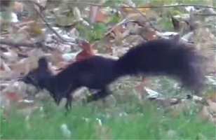 Рядък вид катерица подскача в Казанлък (видео)