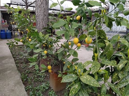 Част от лимоните са в големи саксии на двора, а другите - засадени в земята.
