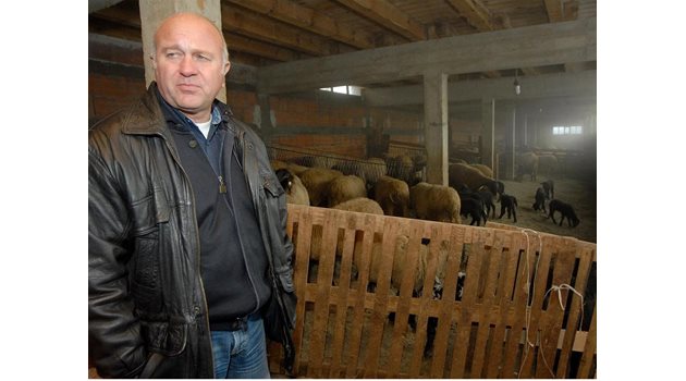 ПРЕД ФАЛИТ: Васил Николов е принуден да храни стадото си само със сено, защото не може да купи фураж.
