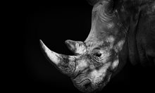 Войната за рога на носорога
