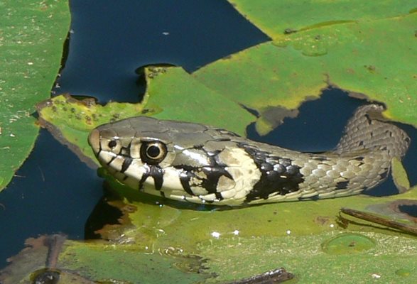 Обикновена (жълтоуха) водна змия. Достига до около 130 см. Често се среща край водоеми СНИМКА: Архив