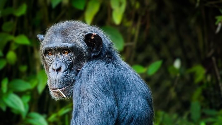 Учени: Шимпанзетата са отлични ученици