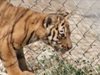 Четири тигърчета се родиха едновременно в зоопарка в Пазарджик (Видео)
