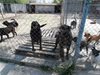 Осъдиха природозащитници заради мъж, ухапан от куче в Шумен