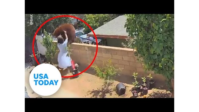 Girl throws herself against a bear in her backyard in California (Video)