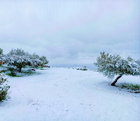 И маслините в Сирос са снежни. Снимка: Веселина Роккос