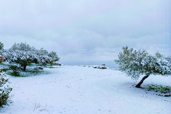И маслините в Сирос са снежни. Снимка: Веселина Роккос