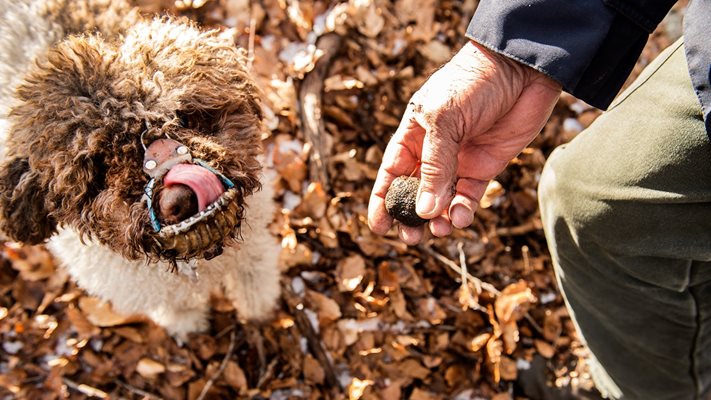 Цената на куче, обучено да открива трюфели, може да стигне и 10 000 евро.