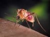 Капан за комари разпознава хапещите насекоми с инфрачервена светлина