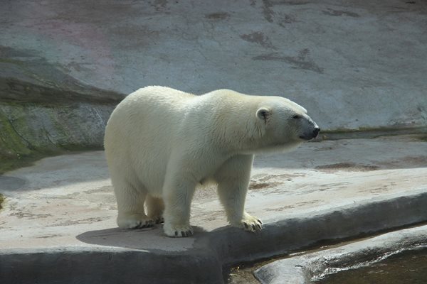 Бяла мечка нападна жена в Норвегия