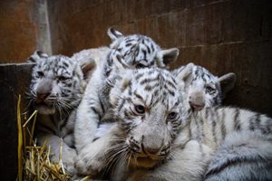 Четири бебета се родиха в семейството на бенгалските тигри във варненския зоопарк