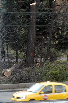 Окастриха дърветата в Борисовата градина