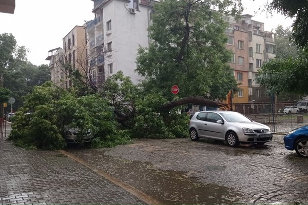 Дърво падна  на кръстовището на ул. "Иван Рилски" и ул. "Средец" в в квартал "Кършияка". Пътят е затворен.