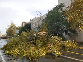 Огромните изкоренени дървета направиха непроходими много от улиците и булевардите в града.

СНИМКА: Тони Щилиянова