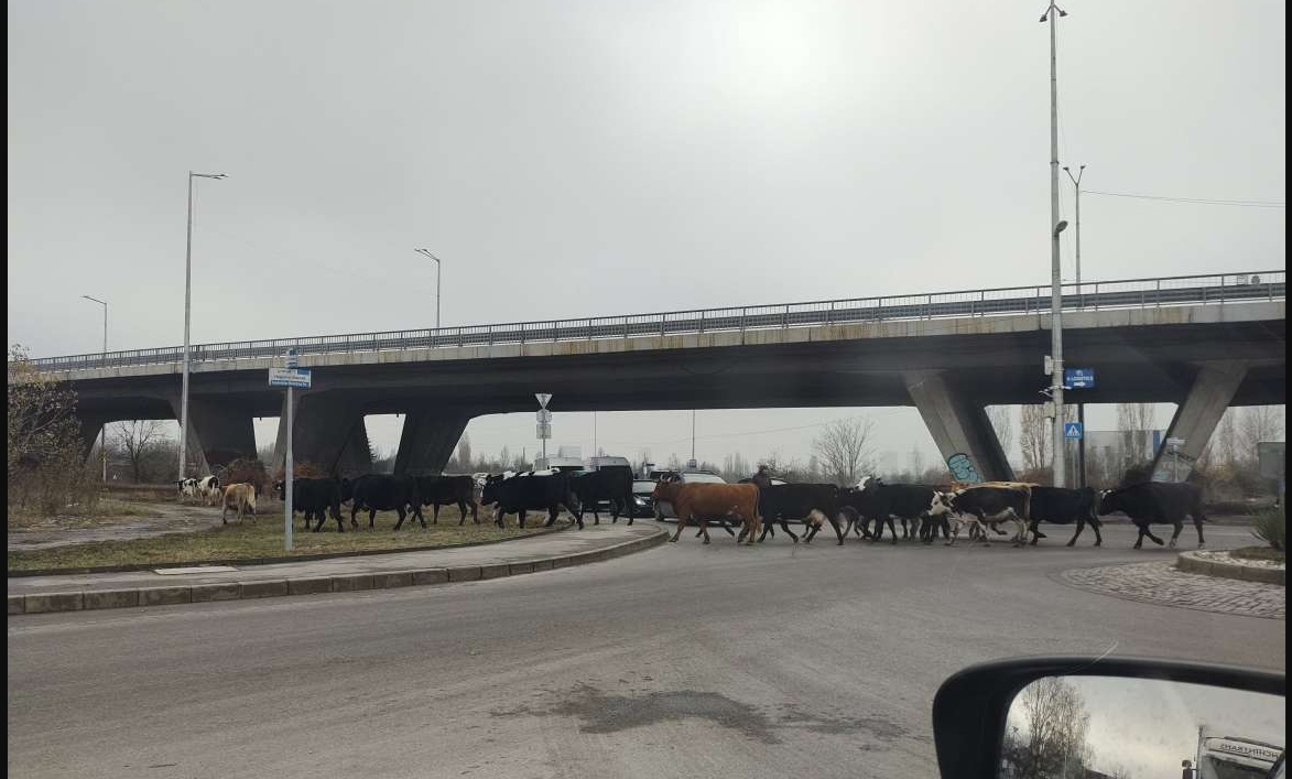 Стадо крави се разхождат в София