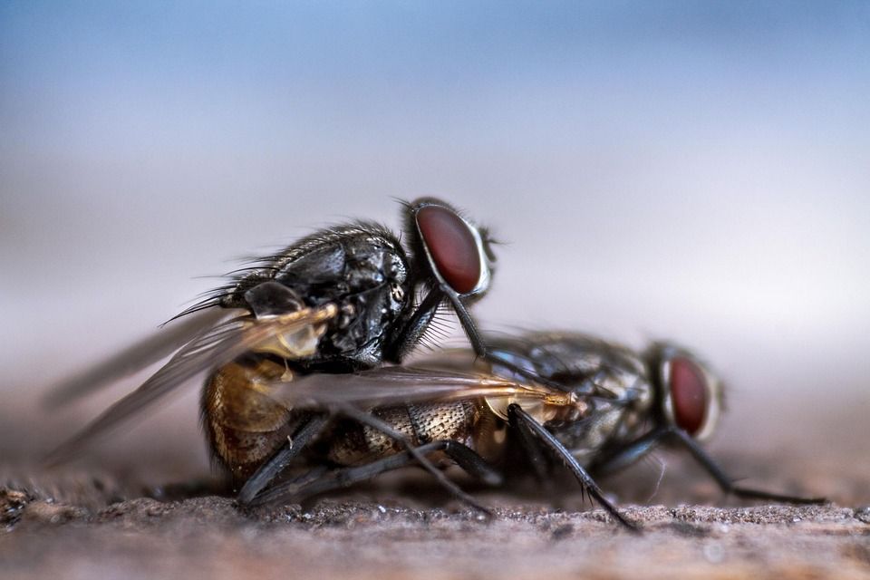 Невидима, но реална заплаха за човечеството - мухите правят по-малко секс