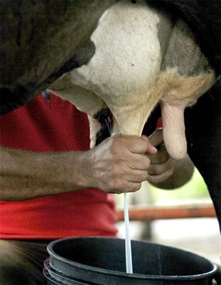 Ветеринар цери старци  с крем за крави