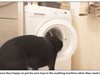 Куче стана сензация в интернет с домакинските си умения (Снимки)