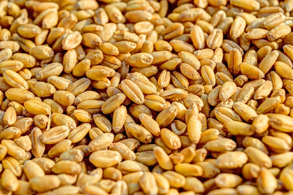 Русия ще изнесе милиони тонове зърно след рекордна реколта