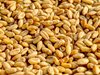 Русия ще изнесе милиони тонове зърно след рекордна реколта