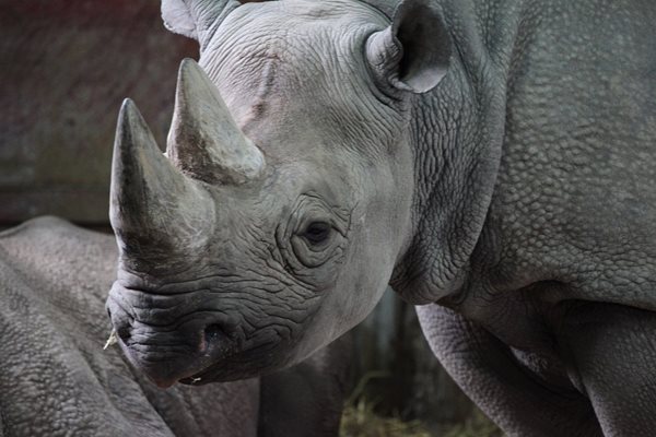 Носорозите са все по-рядко срещани / Снимка: Pixabay