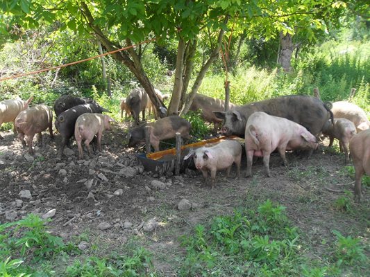 За прасетата си фермата копае специални калища.