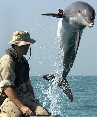 Делфин към американска бойна част изскача от водата пред сержант Андрю Гарет на тренировка край военен  кораб в Арабския залив.