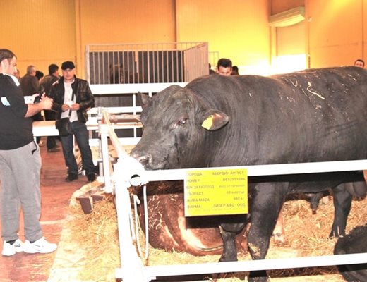 Елитни бикове от десетте най-популярни месодайни породи в света ще дефилират на "Агра" по 2 пъти на ден в специален ринг.