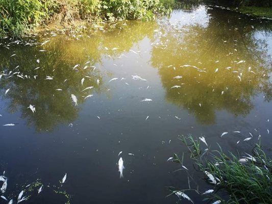 Стотици измрели риби при моста на с.Върбица