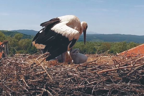 Щъркели звезди пак имат бебета