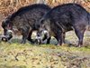 Откриха ново огнище на африканска
чума по дивите свине близо до България