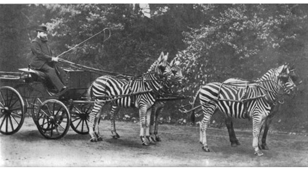 Уолтър Ротшилд впрегнал зебри, за да покаже на всички, че и те могат да бъдат опитомени като конете.