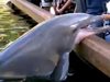 Вижте как делфин открадна таблет от туристка (Видео)