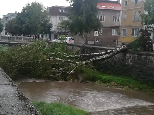 Огромни дървета, изтръгнати с корените, е оставила бурята в Гоце Делчев. Снимки: Фейсбук
