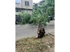 Голямо дърво падна върху коли във Велико Търново