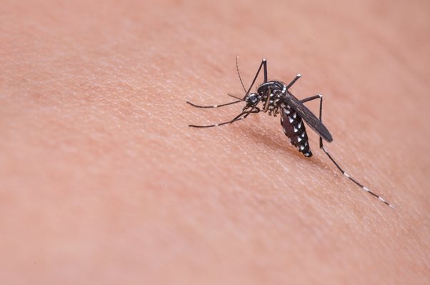 На 29 април предстои пръскане срещу комари на територията на град Русе