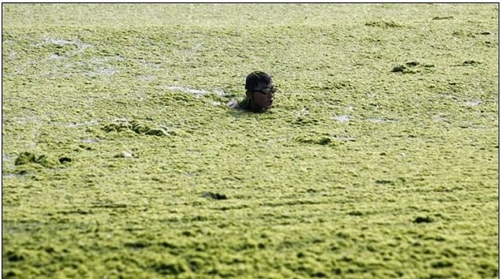 Смята се, че вирусът ATCV-1 може да се е появил от зелените сладководни водорасли. Факсимиле от "Дейли мейл"