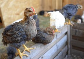 При настаняване на кокошките осигурете предимство на младите пилета