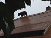 Мечок се разходи по покривите на къщите в румънския град Сибиу (Видео)