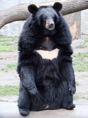 Азиатска черна мечка Снимка: Уикипедия - Guérin Nicolas