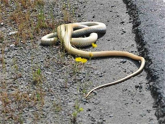 Змия се е свила на кълбо край пътя за курорта.